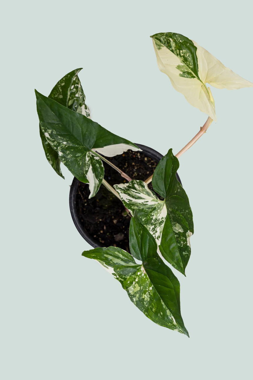 Syngonium podophyllum albo variegatum - 1L / 14cm / Small