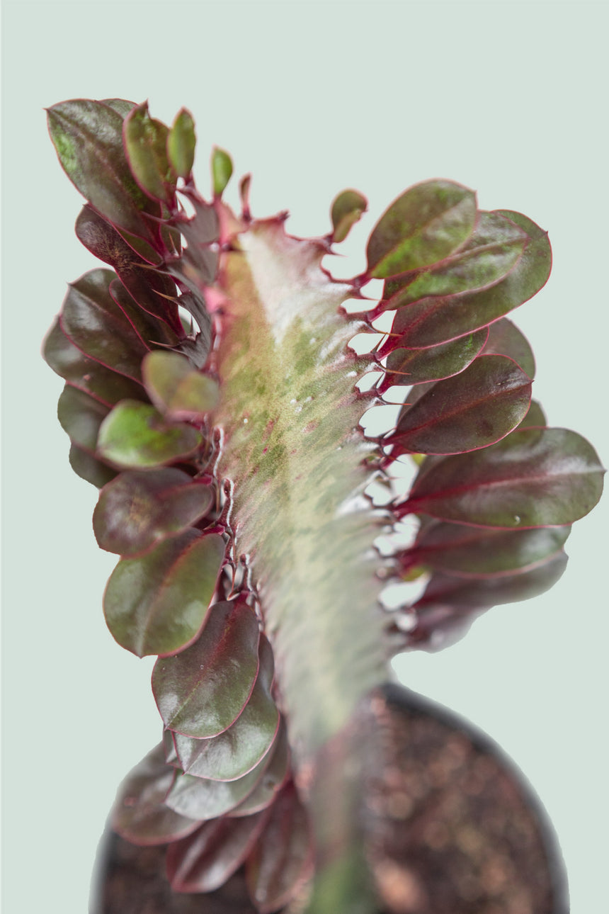 Ruby Castle Cactus - Euphorbia trigona - 1L / 14cm / Small
