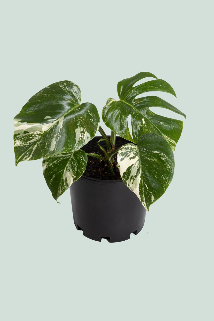 monstera deliciosa albo variegata nz Variegated Monstera deliciosa - Indoor Plants