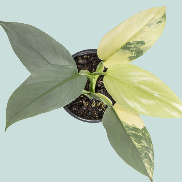hastatum philodendron Variegated Silver Sword - Philodendron hastatum