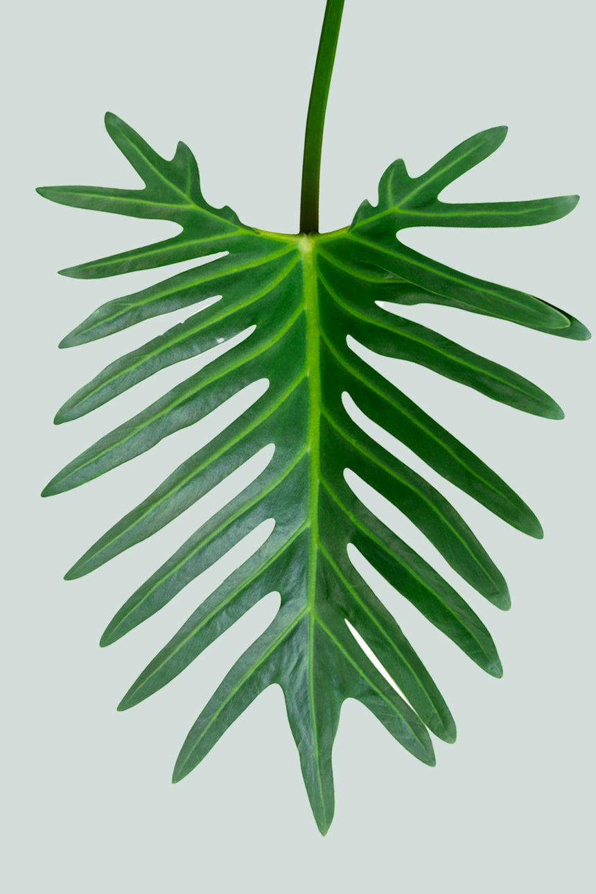 Philodendron xanadu - 2.5L / 17cm / Medium